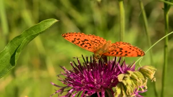 Jasny motyl na dzikim kwiatku. Kreatywny. Piękny kolorowy motyl na kwiat w zielonym polu. Piękno motyla na kwiatach na słonecznej łące — Wideo stockowe
