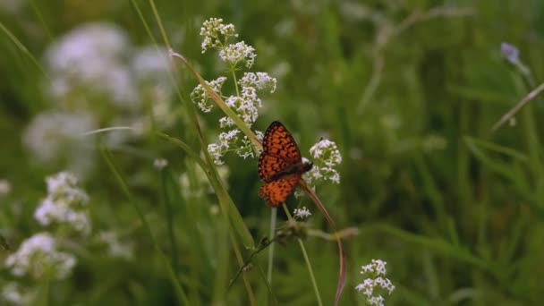 Motyl siedzi w trawie. KREATYWY. Wiatr wieje trawą rosnącą na polanie. Piękny kolorowy motyl siedzi na polanie otoczony kwiatami i trawą — Wideo stockowe