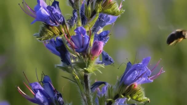 Pszczoła lata w pobliżu pięknego niebieskiego kwiatu. KREATYWY. Kwiat z niebieskimi płatkami na łące. Owady są na kwiatach. Wiatr wieje kwiat rosnący na polanie — Wideo stockowe