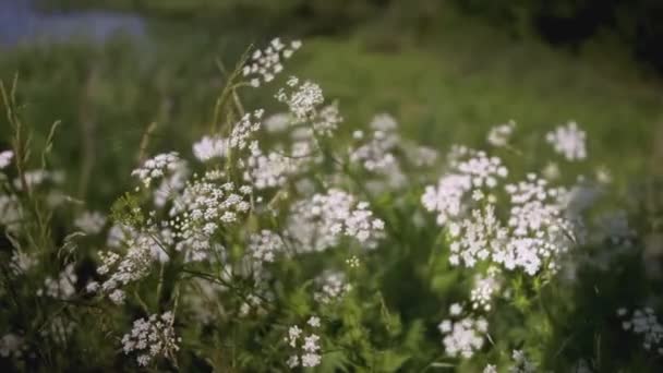 A fiú virágokkal rohan át a mezőn. KREATÍV. Hátsó nézet egy gyermekről, aki a százszorszépek mezején fut. Egy kék ruhás gyerek százszorszépekkel rohangál a magas fűben. — Stock videók