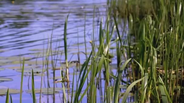 Piękny zbiornik wodny w pobliżu zieleni i mokradeł. KREATYWY. Wiosną w pobliżu zbiornika. Latają muchy wokół stawu i rośnie trawa. — Wideo stockowe