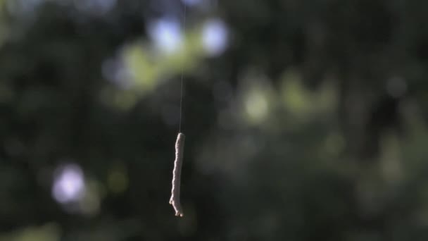 La oruga cuelga de un hilo de seda. Creativo. Una hermosa oruga cuelga sobre el telón de fondo de un bosque borroso — Vídeos de Stock