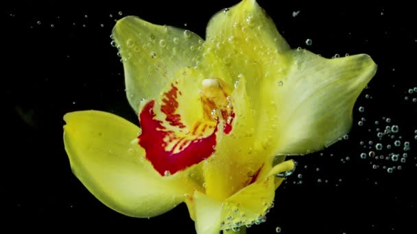 Beautiful yellow lily. Stock footage. A bright flower in the water with large bubbles on it fluctuates slightly on a black background. — Stock Video