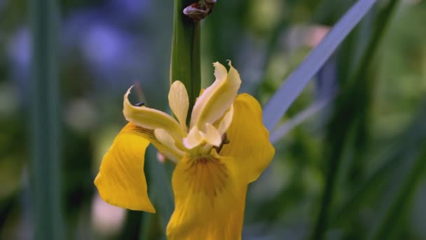 Żółty kwiat na łące. KREATYWY. Piękny kwiat narcyza na zielonej łące. Letnia łąka z żółtym kwiatem zbliżenie — Wideo stockowe