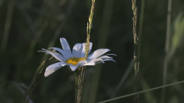 A beautiful chamomile grows in a field. CREATIVE. A flower with white petals and a yellow center. The wind blows a flower growing in a clearing — Stock Video
