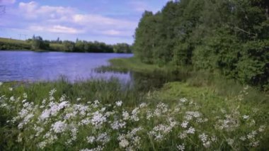 Çocuk elinde çiçeklerle çayırda koşuyor. - Yaratıcı. Papatya tarlasında koşan bir çocuğun arka görüntüsü. Mavi elbiseli bir çocuk papatyalarla uzun otların arasında koşuyor.