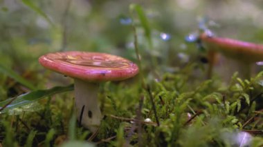 Russula yağmur altında ormanda. - Yaratıcı. Pembe bir mantarın üzerindeki çiğ tanesiyle yakın çekim. Russula ailesinden bir mantar, arka plandaki yeşil bir ormanda yağmurda yetişir.