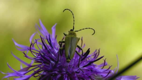 Der Käfer sitzt auf einer lila Blume. CREATIVE. Eine Nahaufnahme einer blau-violetten Blume und eines schwarzen Käfers auf einer grünen Wiese. Schnurrbart-Käfer auf einer Blütenknospe — Stockvideo