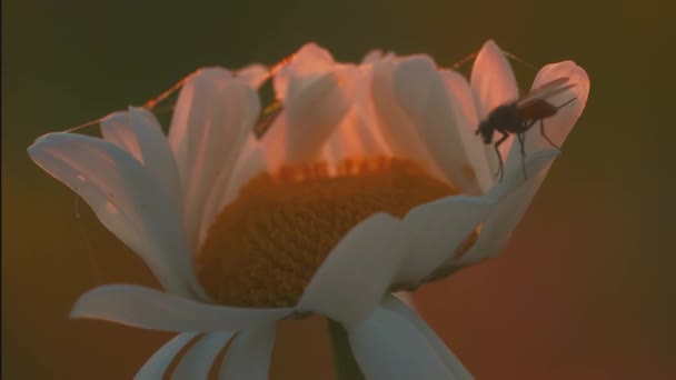 A beautiful chamomile grows in a field and insects crawl on it. CREATIVE. A flower with white petals and a yellow center. Insects are on the flower. The wind blows a flower growing in a clearing — Stock Video