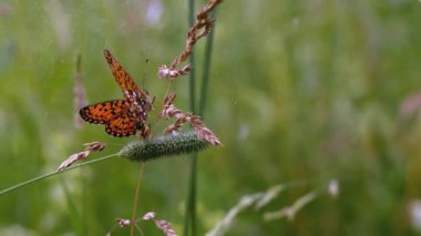 Kelebek çimenlerde oturur. - Yaratıcı. Rüzgâr, açık alanda büyüyen çimenleri emiyor. Güzel renkli bir kelebek çiçeklerle ve otlarla çevrili bir düzlükte oturur.
