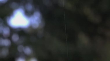 Tırtıl ipek bir ipliğe tutunuyor. - Yaratıcı. Güzel bir tırtıl bulanık bir ormanın arka planında asılı duruyor.