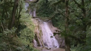 Ormandaki şelale. - Yaratıcı. Yeşil bitki örtüsünde bir şelale hızla düşüyor. Orman ve şelale. Göletin yanındaki yeşil alan.