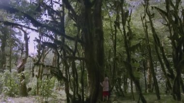 Bir çocuk geliyor ve ormanda yosunlu bir ağacın yanında duruyor. - Yaratıcı. Yeşil ormanda bir çocuk var. Lichen ormandaki ağaçların dallarında yetişir. Çerçevenin yanında bir sürü yeşillik var.