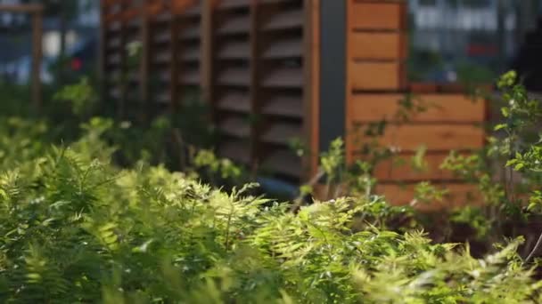 Grüner Straßenschmuck mit Büschen und Gras in der Nähe von Wohnhäusern. Archivmaterial. Sommerlandschaft und ein Innenhof. — Stockvideo