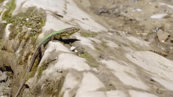 Kleine Eidechse im Dschungel. CREATIVE. Eine Echse sitzt in den Steinen. Eine Eidechse läuft in den Bergen. Die braune Eidechse steckt in den gelben Felsen — Stockvideo