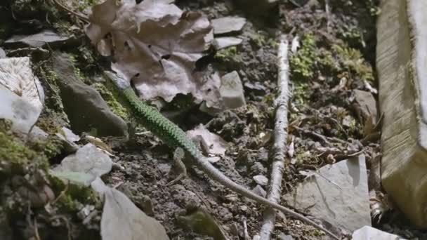 Lucertola della giungla. Creativo. Una lucertola si trova nella vegetazione verde. Giungla e cascata. Una lucertola corre in montagna — Video Stock