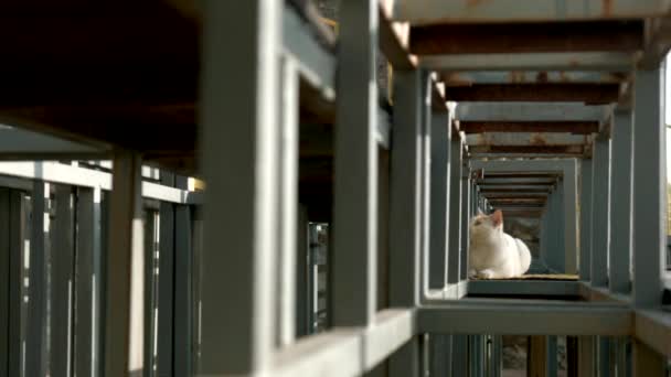 Construction rouillée d'un bâtiment avec un chat sous le soleil. Créatif. Animal sur le chantier de construction. — Video
