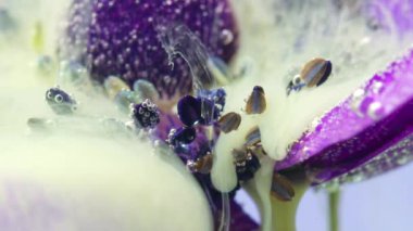 Mor çiçek. Tak görüntüsü. Yapay dumana izin verilen parlak mor bir çiçek ve tüm yaprakların üzerine sorunsuzca düşer..