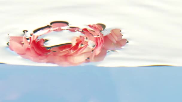 Vaaleanpunaiset ruusut kastetaan puhtaaseen veteen. Varastomateriaalia. Puhdas vesi, johon elävät kasvit lasketaan. — kuvapankkivideo