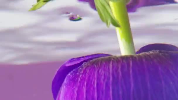 Une fleur violet vif. Images d'archives. Un grand bourgeon de couleur délicate avec de grands pétales est abaissé dans de l'eau claire et retourné dans l'eau. — Video