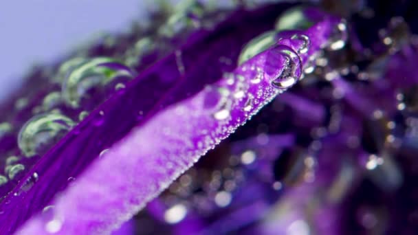 Beautiful purple open bud.Stock footage. Macro photography of art where flowers are lowered into the water and they are enveloped in small bubbles. — Stock Video