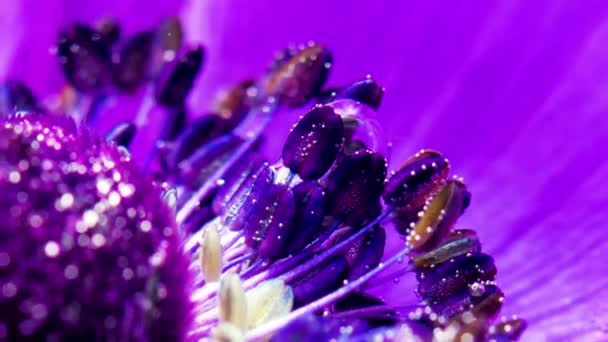 El interior de la flor es de color brillante. Imágenes de archivo. Una flor brillante en el agua sobre la que hay grandes gotas de agua y que brilla por la luz que cae sobre ella. — Vídeos de Stock