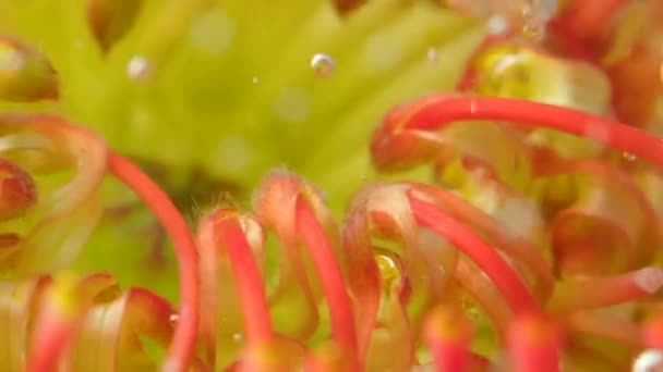 Macro fotografia. Un fiore arancione con piccoli petali sottili su cui ci sono gocce d'acqua e che affonda nell'acqua. — Video Stock