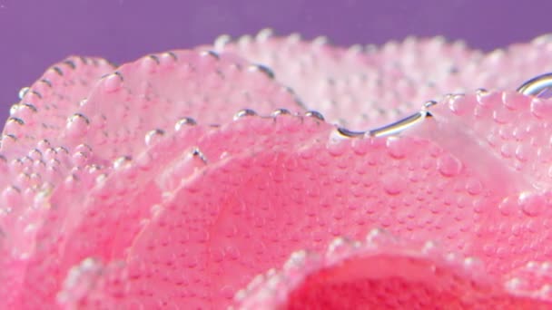 Una delicada rosa.Supck footage.On un fondo púrpura claro hay una rosa suave con pequeñas gotas de agua en ella y se dispara desde diferentes ángulos. — Vídeo de stock