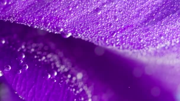 紫色的花瓣，库存录像。紫色花瓣上有小气泡的水. — 图库视频影像