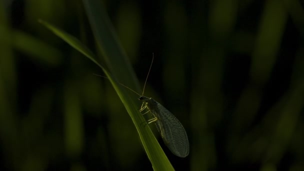 Grama verde. Criativa. Um pequeno gafanhoto sentado na grama com asas brancas transparentes e bigodes e correndo em uma espessa haste de grama verde. — Vídeo de Stock
