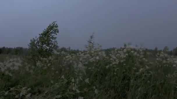 Grünes Gras mit weißen Blüten. Kreativ. Ein großer Wind, der alles wegweht, was ihm in den Weg kommt und dahinter ist ein dunkelgrauer Himmel zu sehen.. — Stockvideo