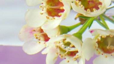 Çiçekli beyaz bir dal. Stok görüntüleri. berrak suyun üzerinde beyaz çiçekler ve sapları da berrak sularda..