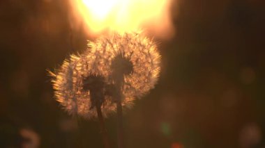 Günbatımının arka planında güzel bir karahindiba. Yaratıcı. Henüz dağılmamış güzel, ıslak ve sade bir çiçek ve arkasından güzel bir günbatımı görünüyor.