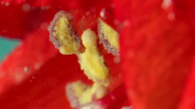 Parlak kırmızı bir çiçek. Tak görüntüsü. Çiçeğin kırmızıya batırıldığı şeffaf su. Kabarcıklarla kaplıydı ve dipte yatıyordu..