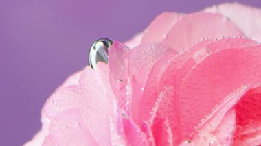 Narin bir gül. tock görüntüsü. Açık mor arkaplanda üzerinde küçük su damlaları olan yumuşak bir gül var ve farklı açılardan çekiliyor..