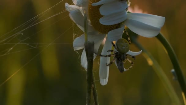 Natur i makro fotograf.Creative.A lille daisy, hvor en lille tusindben hænger og stikker ved siden af det. – Stock-video