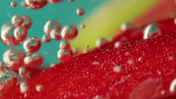 Un pétalo rojo con pequeñas burbujas. Imágenes de archivo. Agua transparente dentro de la cual burbujas burbujeantes envuelven un pétalo enorme y cuelgan de él. — Vídeos de Stock
