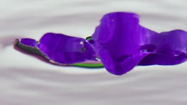 Czysta woda. Makrofotografia. Stock footage.A piękny fioletowy kwiat jest opuszczony do końca do czystej wody. — Wideo stockowe