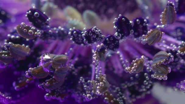 Purple flower.Stock beelden. Een heldere paarse bloem waarop kunstmatige rook is toegestaan en het valt soepel op alle bloemblaadjes. — Stockvideo