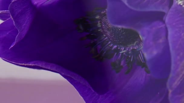 Une fleur violet vif. Images d'archives. Un grand bourgeon de couleur délicate avec de grands pétales est abaissé dans de l'eau claire et retourné dans l'eau. — Video