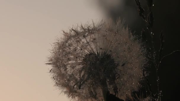 Des gouttes de pluie froides. Créatif. Gros pissenlits moelleux qui se tiennent debout après la pluie et ont de grandes gouttes d'eau sur eux. — Video