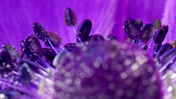 El interior de la flor es de color brillante. Imágenes de archivo. Una flor brillante en el agua sobre la que hay grandes gotas de agua y que brilla por la luz que cae sobre ella. — Vídeos de Stock