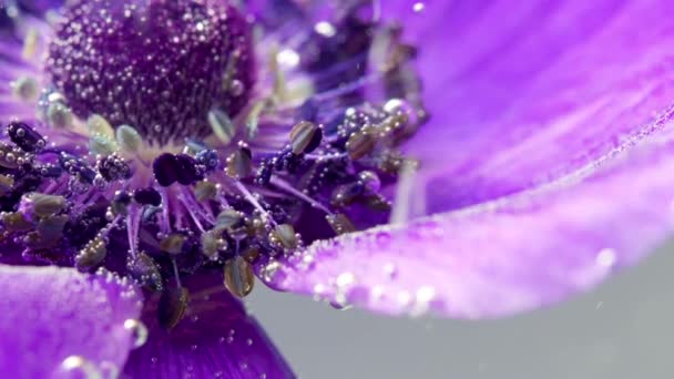 Suda parlak mor bir çiçek. Stok görüntüleri. Makro fotoğrafçılıkta birçok damla bulunan suya sarılmış büyük çiçek yaprakları.. — Stok video