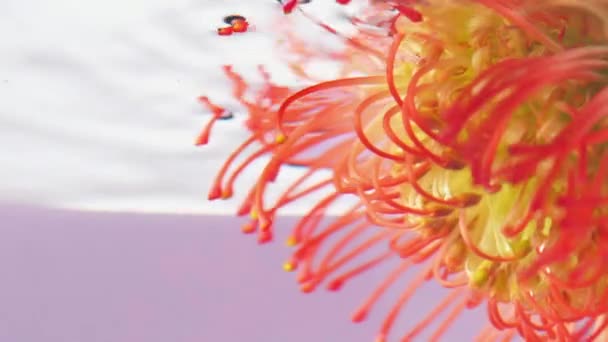 Fiore d'arancia. Filmati delle scorte. Un fiore luminoso immerso nell'acqua che ruota da un lato all'altro. — Video Stock