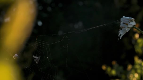 Dünnes Spinnennetz.Creative.Landschaft mit grünem Gras, wo man das gespannte Netz sehen kann, das die Spinne gemacht und dann in einer Kamille mit gebogenen Blütenblättern versteckt hat — Stockvideo