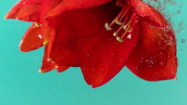 Blauwe achtergrond. Een bloem neerschieten. Voorraadbeelden. Creatief schieten van een bloem met grote rode bloemblaadjes die wordt verlaagd in water en waarop kleine druppels uit het filter spatten. — Stockvideo