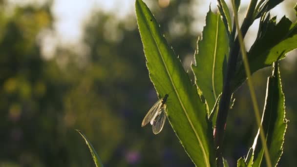 Groen dun gras. Creatief. Een klein insect met transparante vleugels zittend op jonge bladeren — Stockvideo