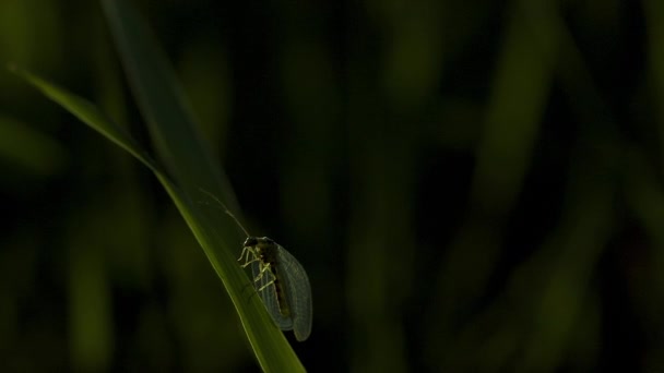 Herbe verte. Créatif. Une petite sauterelle assise dans l'herbe avec des ailes et des moustaches blanches transparentes et courant sur une tige d'herbe verte épaisse. — Video