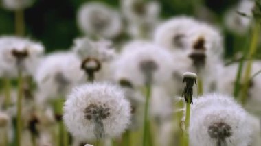 Beyaz karahindiba makro shot. - Yaratıcı. Çiçeklere çiy damlası düşer. Çayırdaki çiçekleri yakından izle. Beyaz karahindibaların arkasında yağmur yağıyor.