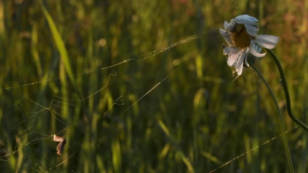 Dlouhá pavučina na sadě květů.Tvůrce.Makro fotografie přírody, na které sedí malý pavouček v květině, která zamotala pavučinu na heřmánku v trávě. — Stock video